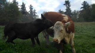 Donkey takes a BITE out Of mad CoW