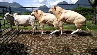 World Modern Technology Cow and Bull Breeding Mating Shoeing Cleaning Milking Mega Machine