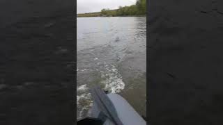 Sharmax 3.5 обкатка