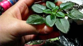 Repot an African Violet (quick!)