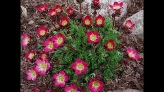 Saxifraga Red - Quebra Pedra