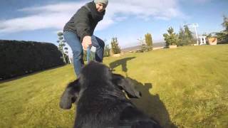 Capture the world from your dog's perspective: Paul testing the new GoPro Fetch