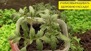 ГЛАВНЫЕ ОШИБКИ ПРИ ПИКИРОВКЕ. 
