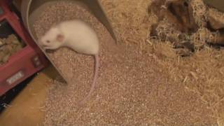Cleaning Stuart's Cage, cute little mouse