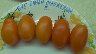 ТОМАТ "БАНАН ОРАНЖЕВЫЙ". №645. ДЕГУСТАЦИЯ. 