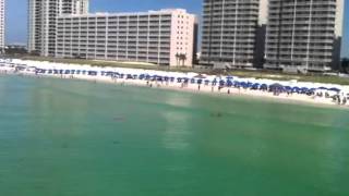 Hammerhead Shark at the Navarre pier/beach - GET OUT OF THE WATER