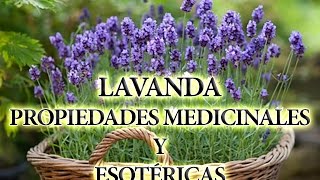 Lavanda - 7 Plantas que Toda Bruja debe tener en su Jardín Mágico
