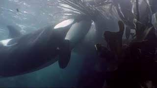 Crozet orcas enjoy some kelp massage