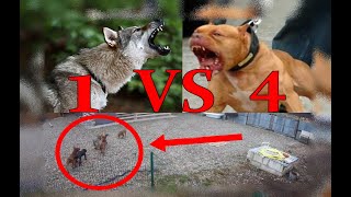 Jovem wolfdog hibrido resiste a 4 American pit bull terriers