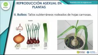 Reproducción en organismos complejos