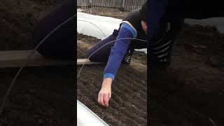 Замачивание семян томатов для посева на рассаду Выращивание рассады помидор