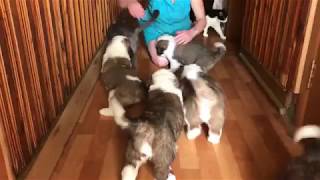 Игривые щенки сенбернара (30 дней) Playful St. Bernard Puppies (30 days old)