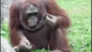 Orangutan Saves Baby Chick from Drowning! Орангутанг спасает птенца!
