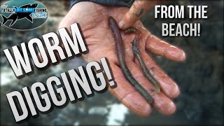 How to dig Worms to catch Fish | TAFishing