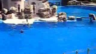 delfin 2