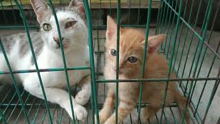 KEBERSAMAAN YANG INDAH ANAK ANGKAT DAN ANAK PUNGUT. LUCUNYA PUTIH DAN MANIS DALAM KANDANG