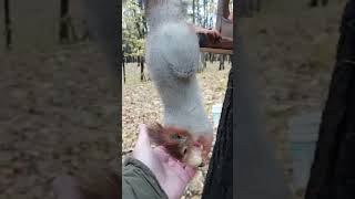 Белка, которая умеет висеть / A squirrel that can hang