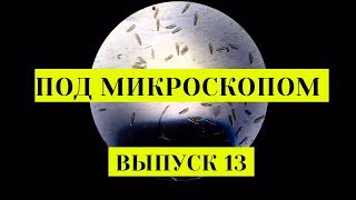 Рой инфузорий под микроскопом х120