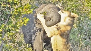 One Lioness Tries to Hunt Elephant