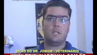 ORIENTAÇÃO DO DR JÚNIOR, VETERINÁRIO EM RELAÇÃO A RAÇÃO PARA CÃES