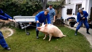 Traditional Moravian Pig Slaughter | Documentary
