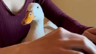 Lucky duck gets adopted. Then she has an identity crisis.