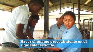 CASTRACION DE CERDOS