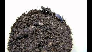 Trophic interactions between beetles (Epomis adults) and newt (Triturus vittatus).