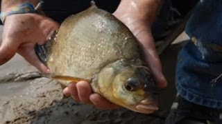 Feeder fishing big bream on river Maas in Holland