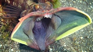 10 of the MOST AMAZING SEA CREATURES ever discovered!