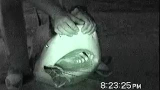 Sharking Sonny 1