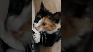 киска малышка играет трехцветная редкий зверек шерстяной. кошка Мура