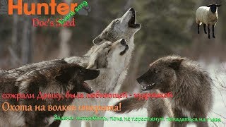 theHunter Classic # 49/Event Doc's Shed/Охота на волков открыта
