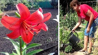 Как поливать лилии после цветения  А также подкормки лилий в это время