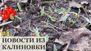 КАЛИНОВКА 2020 / Большие планы / Аленин сад