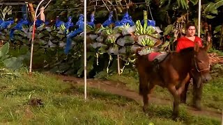 Amazing production of fresh bananas. The unfortunate donkey works for food