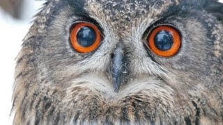 huhuuuuu! Uhu, European Eagle-Owl, der Ruf der Eule, adsolli