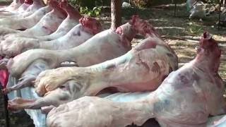 Azərbaycan kababları qərb zonası
