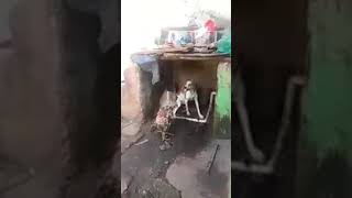 ит ва хуроз жанги бунакаси хали булмаган