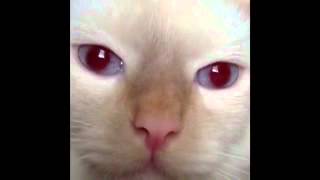 Cat's pupils dilate with sound