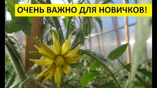 КАК ФОРМИРОВАТЬ ТОМАТ В 1 СТВОЛ? ЛЕГКО! 