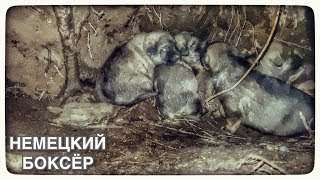 ?5 щенков под землёй в берлоге