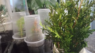 ?Черенкование туи,можжевельника и кипарисовика осенью и зимой.