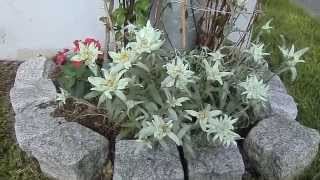 Geissblatt Lonicera Клематис Alpen Edelweiss