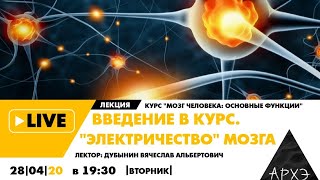 Онлайн-лекция Вячеслава Дубынина "Введение в курс. "Электричество" мозга" курса "Мозг человека"