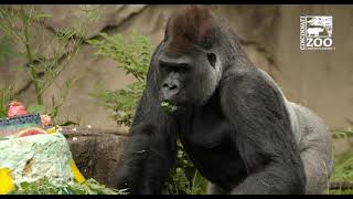 Gorilla Jomo Celebrates his 30th Birthday - Cincinnati Zoo