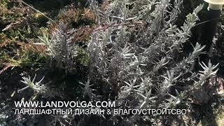 Лаванда после зимы. Уход, подкормка.