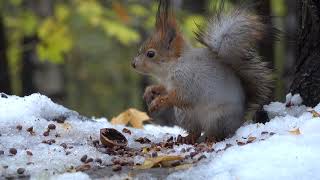 Белка и орешки. Зарисовка / Squirrel and nuts. Sketch
