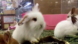 あまりにも可愛いウサギたち！ペットショップにて。
