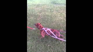 Juno training adba pitbull